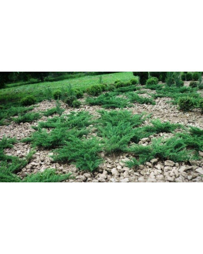 Ялівець козацький Глаука | Juniperus sabina Glauca | Можжевельник казацкий Глаука