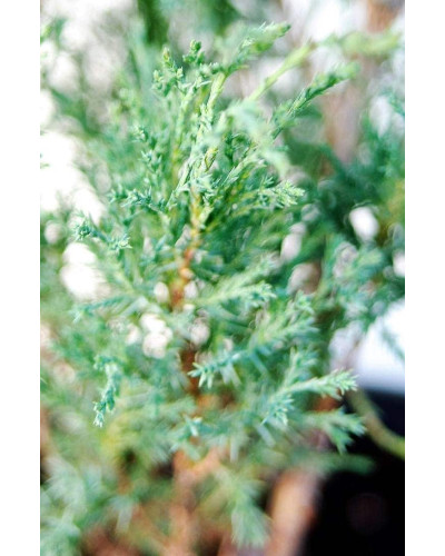 Ялівець козацький Глаука | Juniperus sabina Glauca | Можжевельник казацкий Глаука