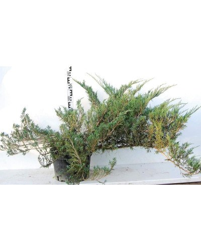 Ялівець козацький Глаука | Juniperus sabina Glauca | Можжевельник казацкий Глаука