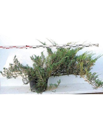 Ялівець козацький Глаука | Juniperus sabina Glauca | Можжевельник казацкий Глаука