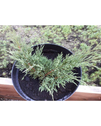 Ялівець козацький Глаука | Juniperus sabina Glauca | Можжевельник казацкий Глаука