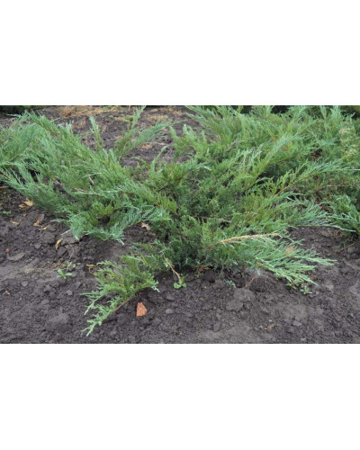 Ялівець козацький Глаука | Juniperus sabina Glauca | Можжевельник казацкий Глаука