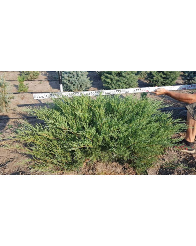 Ялівець козацький Глаука | Juniperus sabina Glauca | Можжевельник казацкий Глаука