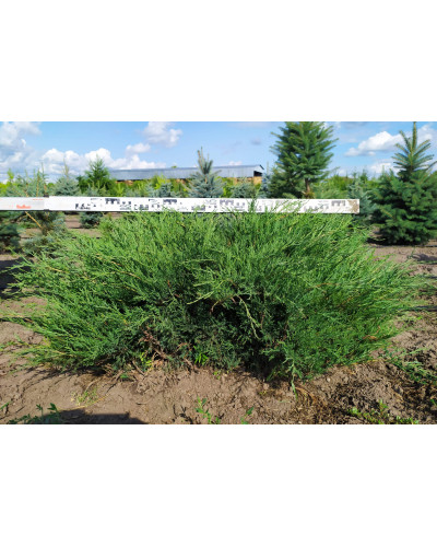 Ялівець козацький Глаука | Juniperus sabina Glauca | Можжевельник казацкий Глаука