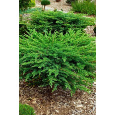 Ялівець козацький | Juniperus sabina | Можжевельник казацкий