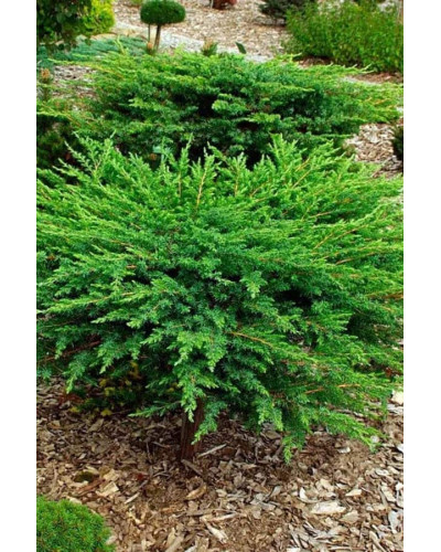 Ялівець козацький | Juniperus sabina | Можжевельник казацкий