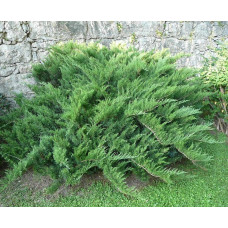Ялівець козацький | Juniperus sabina | Можжевельник казацкий