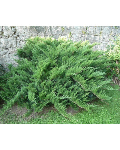Ялівець козацький | Juniperus sabina | Можжевельник казацкий