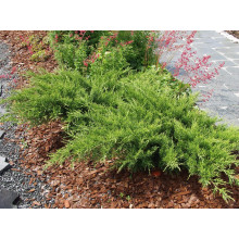 Ялівець козацький | Juniperus sabina | Можжевельник казацкий