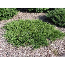 Ялівець козацький | Juniperus sabina | Можжевельник казацкий