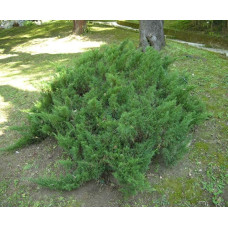 Ялівець козацький | Juniperus sabina | Можжевельник казацкий