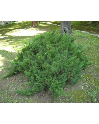 Ялівець козацький | Juniperus sabina | Можжевельник казацкий