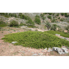 Ялівець козацький | Juniperus sabina | Можжевельник казацкий