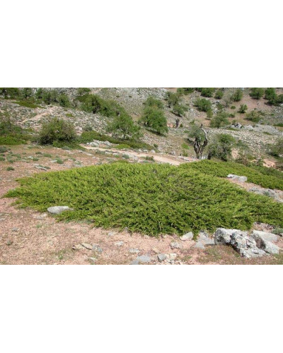 Ялівець козацький | Juniperus sabina | Можжевельник казацкий