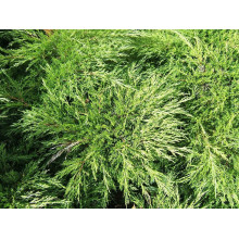 Ялівець козацький | Juniperus sabina | Можжевельник казацкий