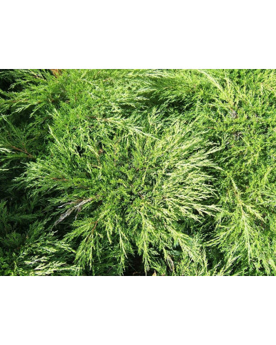 Ялівець козацький | Juniperus sabina | Можжевельник казацкий