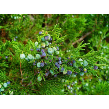 Ялівець козацький | Juniperus sabina | Можжевельник казацкий