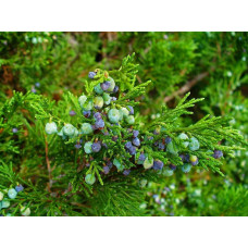 Ялівець козацький | Juniperus sabina | Можжевельник казацкий