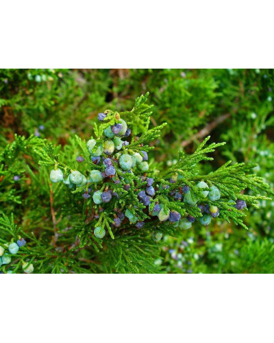 Ялівець козацький | Juniperus sabina | Можжевельник казацкий