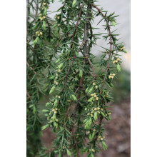 Ялівець звичайний Хорстманн | Juniperus communis Horstmann | Можжевельник обыкновенный Хорстманн