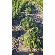 Ялівець звичайний Хорстманн | Juniperus communis Horstmann | Можжевельник обыкновенный Хорстманн