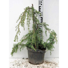 Ялівець звичайний Хорстманн | Juniperus communis Horstmann | Можжевельник обыкновенный Хорстманн