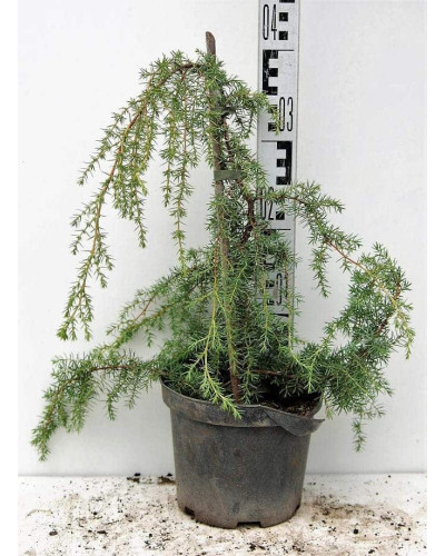 Ялівець звичайний Хорстманн | Juniperus communis Horstmann | Можжевельник обыкновенный Хорстманн