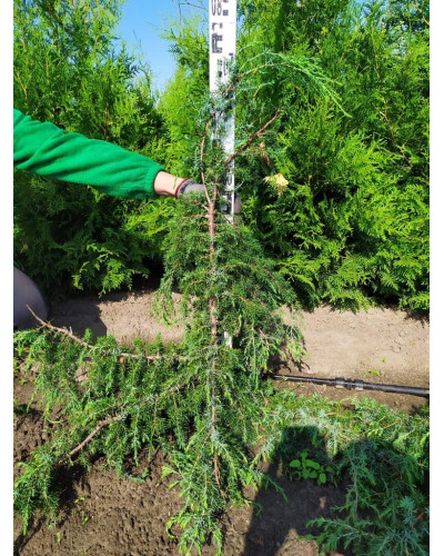 Ялівець звичайний Хорстманн | Juniperus communis Horstmann | Можжевельник обыкновенный Хорстманн