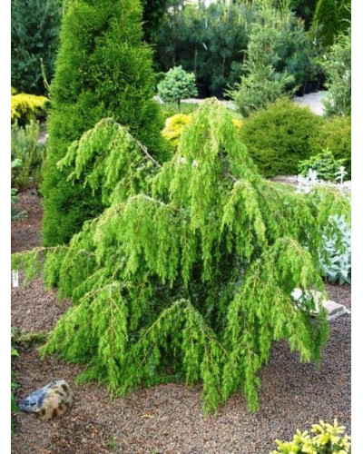 Ялівець звичайний Хорстманн | Juniperus communis Horstmann | Можжевельник обыкновенный Хорстманн