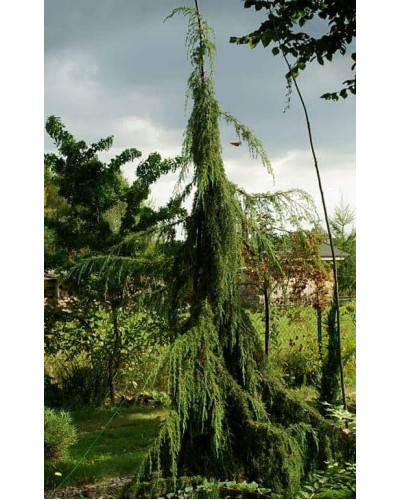 Ялівець звичайний Хорстманн | Juniperus communis Horstmann | Можжевельник обыкновенный Хорстманн