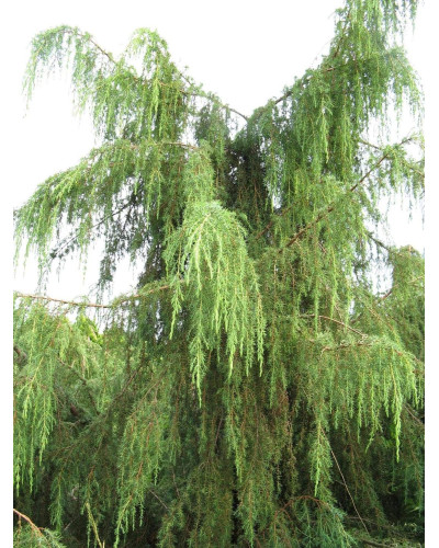 Ялівець звичайний Хорстманн | Juniperus communis Horstmann | Можжевельник обыкновенный Хорстманн