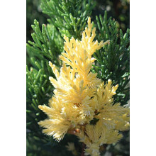 Ялівець китайський Стрікта Варієгата | Juniperus chinensis Stricta Variegata | Можжевельник китайский Стрикта Вариегата