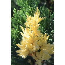 Ялівець китайський Стрікта Варієгата | Juniperus chinensis Stricta Variegata | Можжевельник китайский Стрикта Вариегата