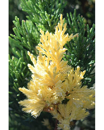 Ялівець китайський Стрікта Варієгата | Juniperus chinensis Stricta Variegata | Можжевельник китайский Стрикта Вариегата