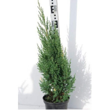Ялівець китайський Стрікта Варієгата | Juniperus chinensis Stricta Variegata | Можжевельник китайский Стрикта Вариегата