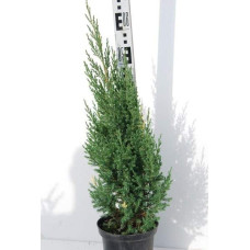 Ялівець китайський Стрікта Варієгата | Juniperus chinensis Stricta Variegata | Можжевельник китайский Стрикта Вариегата