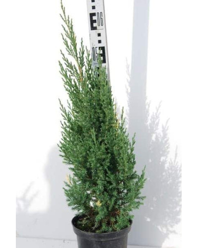 Ялівець китайський Стрікта Варієгата | Juniperus chinensis Stricta Variegata | Можжевельник китайский Стрикта Вариегата