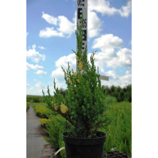Ялівець китайський Стрікта Варієгата | Juniperus chinensis Stricta Variegata | Можжевельник китайский Стрикта Вариегата