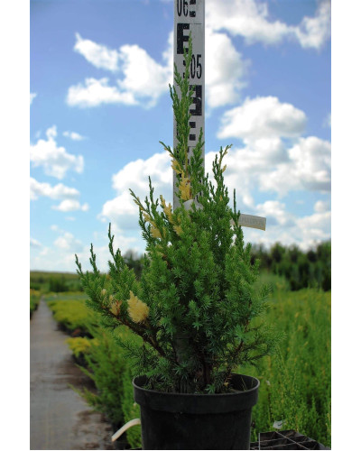Ялівець китайський Стрікта Варієгата | Juniperus chinensis Stricta Variegata | Можжевельник китайский Стрикта Вариегата