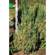 Ялівець китайський Стрікта Варієгата | Juniperus chinensis Stricta Variegata | Можжевельник китайский Стрикта Вариегата