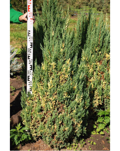 Ялівець китайський Стрікта Варієгата | Juniperus chinensis Stricta Variegata | Можжевельник китайский Стрикта Вариегата