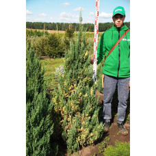 Ялівець китайський Стрікта Варієгата | Juniperus chinensis Stricta Variegata | Можжевельник китайский Стрикта Вариегата