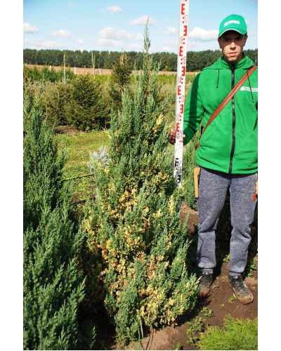 Ялівець китайський Стрікта Варієгата | Juniperus chinensis Stricta Variegata | Можжевельник китайский Стрикта Вариегата