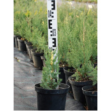 Ялівець китайський Стрікта Варієгата | Juniperus chinensis Stricta Variegata | Можжевельник китайский Стрикта Вариегата