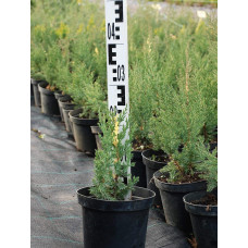 Ялівець китайський Стрікта Варієгата | Juniperus chinensis Stricta Variegata | Можжевельник китайский Стрикта Вариегата