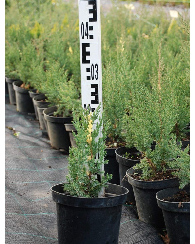 Ялівець китайський Стрікта Варієгата | Juniperus chinensis Stricta Variegata | Можжевельник китайский Стрикта Вариегата