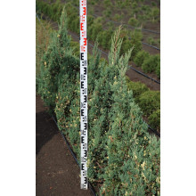 Ялівець китайський Стрікта Варієгата | Juniperus chinensis Stricta Variegata | Можжевельник китайский Стрикта Вариегата