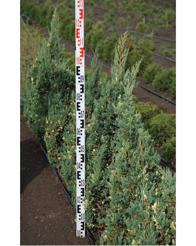 Ялівець китайський Стрікта Варієгата | Juniperus chinensis Stricta Variegata | Можжевельник китайский Стрикта Вариегата
