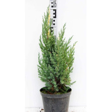 Ялівець китайський Стрікта Варієгата | Juniperus chinensis Stricta Variegata | Можжевельник китайский Стрикта Вариегата