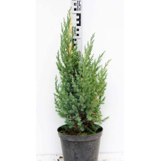 Ялівець китайський Стрікта Варієгата | Juniperus chinensis Stricta Variegata | Можжевельник китайский Стрикта Вариегата